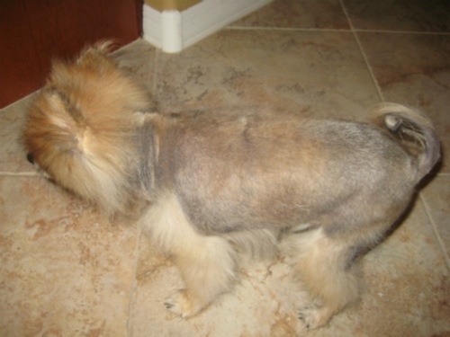 pomeranian dog growing stubble of hair