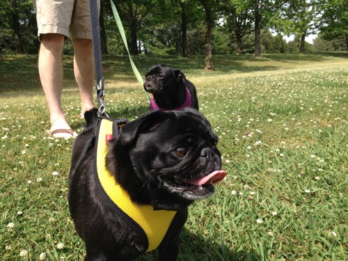 Two black pugs on leashes in the grass